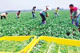 國辦發(fā)文助力貧困農(nóng)戶 消費(fèi)扶貧促增收，鄉(xiāng)村振興正當(dāng)時(shí)